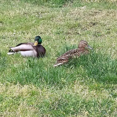 Spreewald Wollgast Apartment *