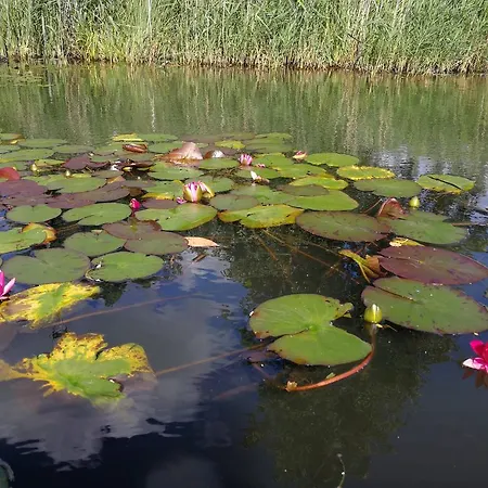 Spreewald Wollgast * Lübben