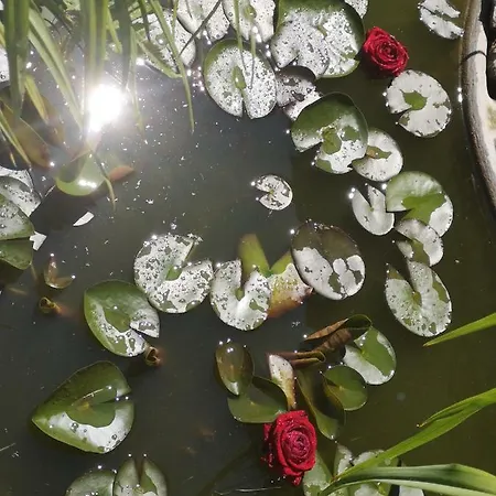 Spreewald Wollgast *