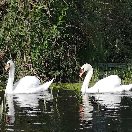 Spreewald Wollgast