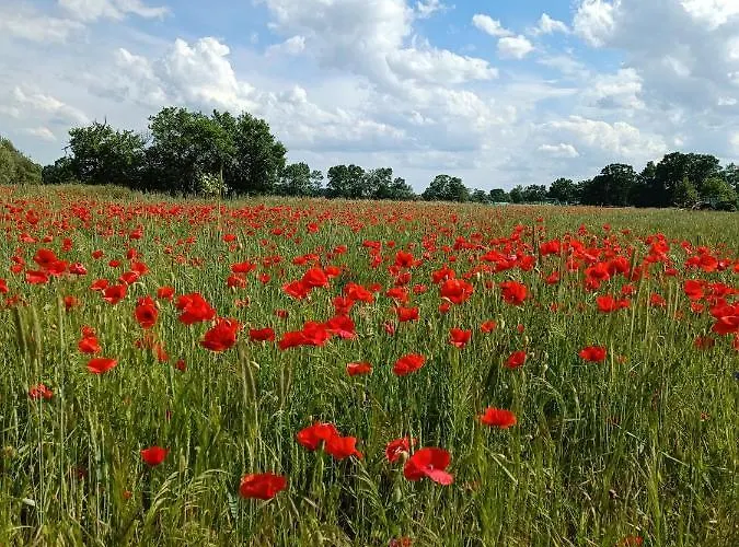 Spreewald Wollgast *