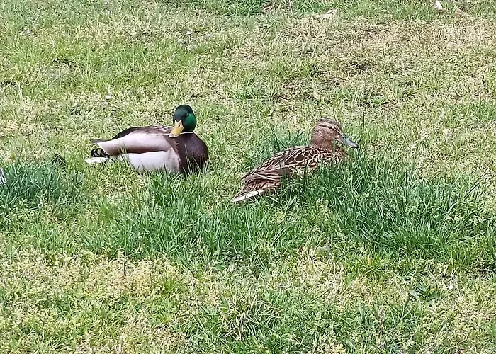 Spreewald Wollgast Lejlighed *
