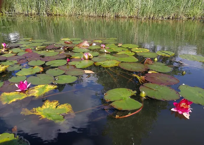 Spreewald Wollgast * Lübben