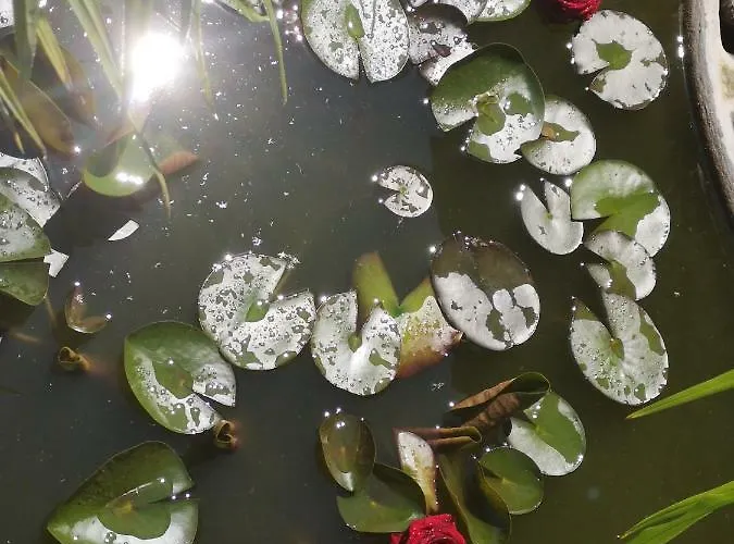 Spreewald Wollgast *